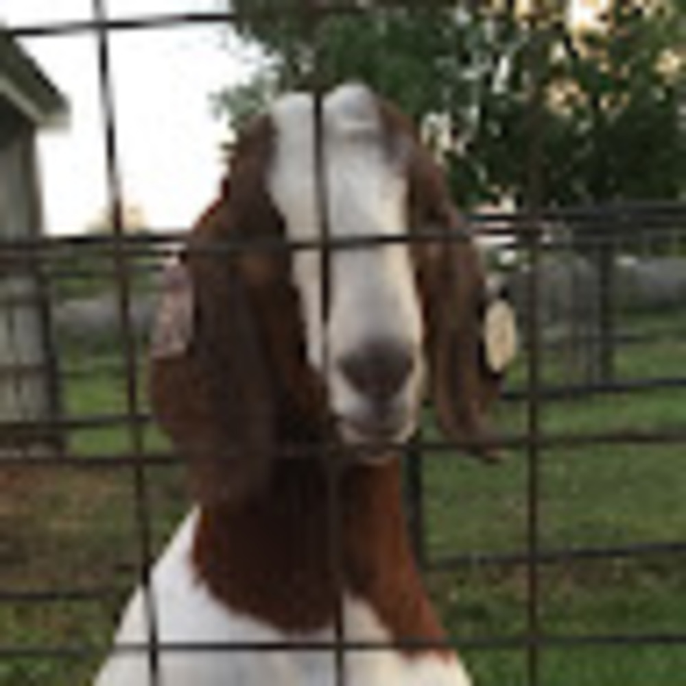 Meet your Posher, Kinley